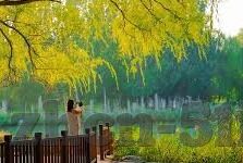 麻豆文化传媒网站地址-塑造网络时代的视觉盛宴，麻豆文化传媒的探索与展望